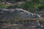 krokodýl nilský (Crocodylus niloticus)