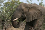 slon africký jihoafrický (Loxodonta africana africana)