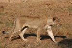lev (Panthera leo)