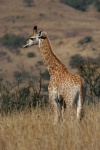 žirafa (Giraffa camelopardalis)
