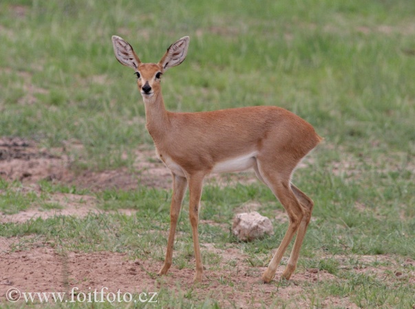 antilopa trávní  (Raphicerus campestris)