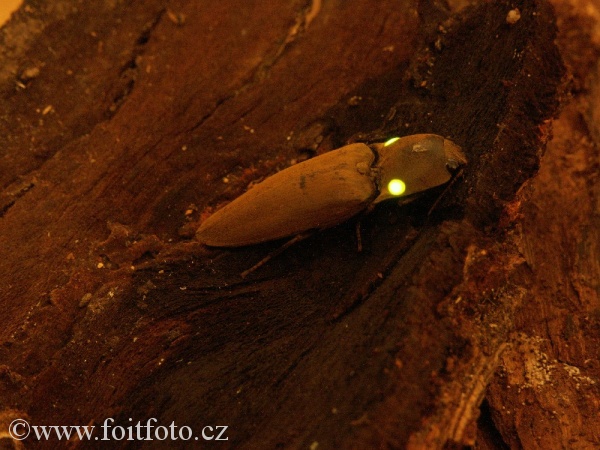kovařík (Pyrophorus sp.)
