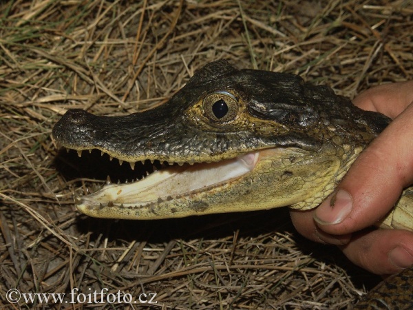 kajman brýlový (Caiman crocodilus)