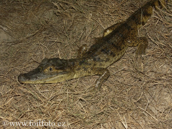 kajman brýlový (Caiman crocodilus)