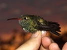 kolibřík (Amazilia sp.)