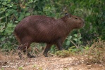 kapybara (Hydrochoerus hydrochaeris)