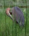 volavka obrovská (Ardea goliath)