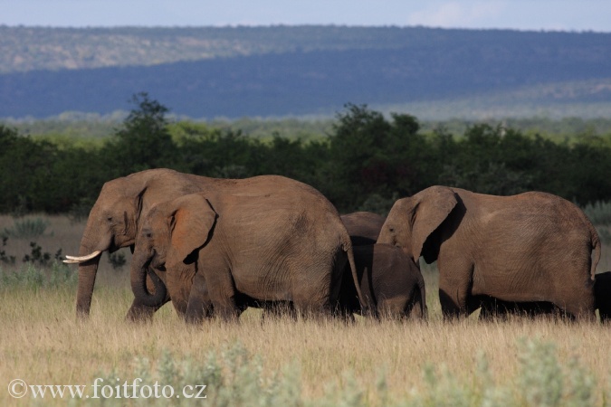slon africký jihoafrický (Loxodonta africana africana)