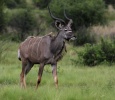 kudu velký (Tragelaphus strepsiceros)