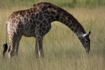 žirafa (Giraffa camelopardalis)