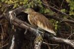 volavka hnědohřbetá (Ardeola grayii)