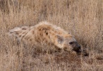 hyena skvrnitá (Crocuta crocuta)