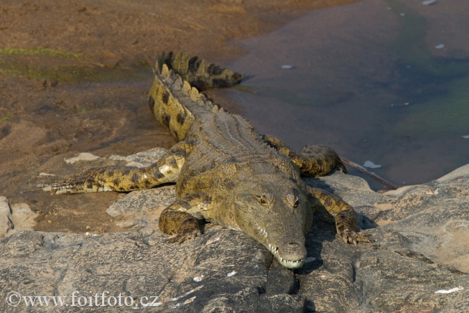 krokodýl nilský (Crocodylus niloticus)