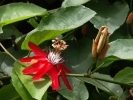 mučenka (Passiflora sp.)
