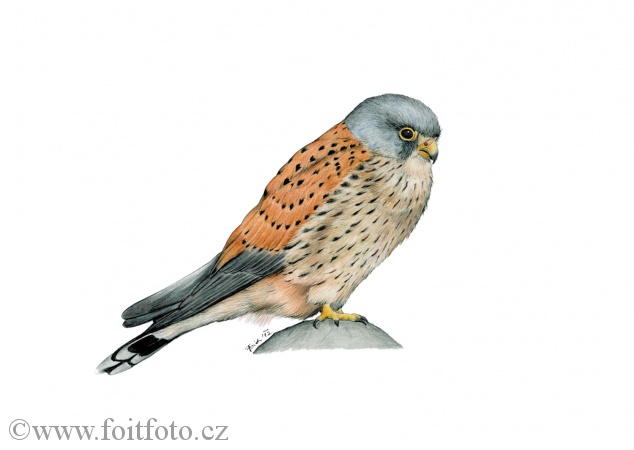 poštolka obecná (Falco tinnunculus)