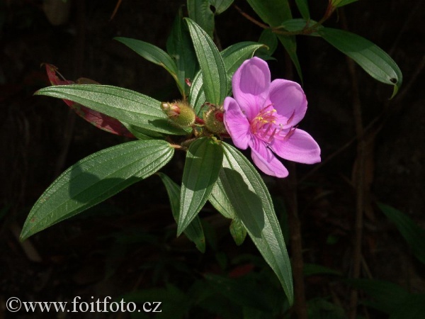 černoústcovité (Melastomataceae sp.)