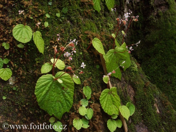begonie (Begonia sp.)