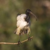 ibis posvátný (Threskiornis aethiopicus)