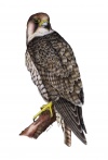 sokol šahin (Falco pelegrinoides)