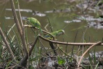 papoušek mniší (Myiopsitta monachus)
