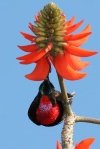 strdimil senegalský (Chalcomitra senegalensis)