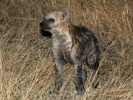 hyena skvrnitá (Crocuta crocuta)