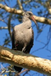 ibis hagedaš (Bostrychia hagedash)