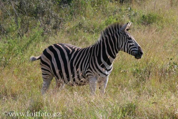 zebra stepní (Equus quagga)