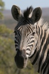 zebra stepní (Equus quagga)